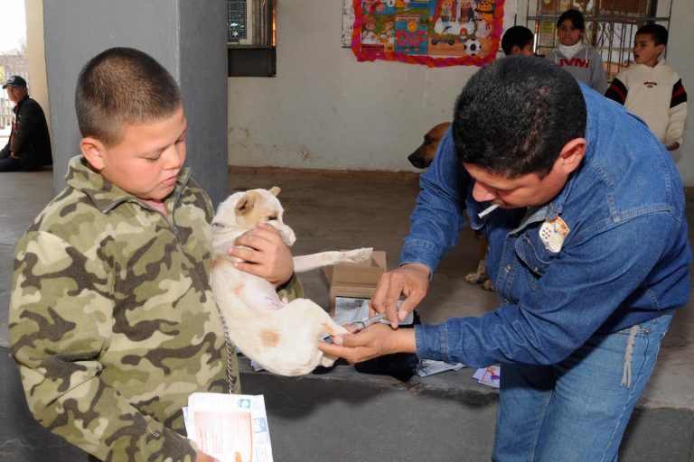 Realizan esterilizaciones en la Café Combate