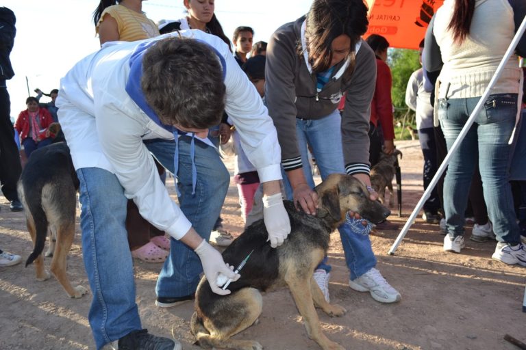 Vacunan a 12 mil mascotas