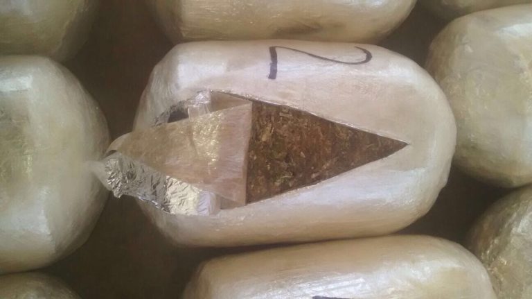 PESP y SEDENA aseguran 1.6 toneladas de “mariguana” entre Papaya