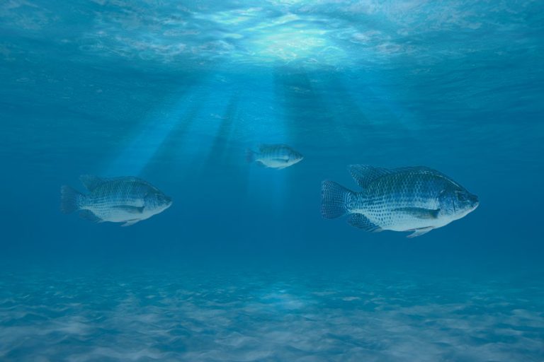 Ofrecerán capacitación sobre enfermedades de la tilapia