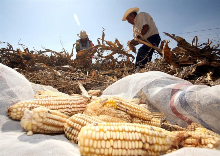 Productores mexicanos de maíz perdieron 3,800 mdd por dumping de EU
