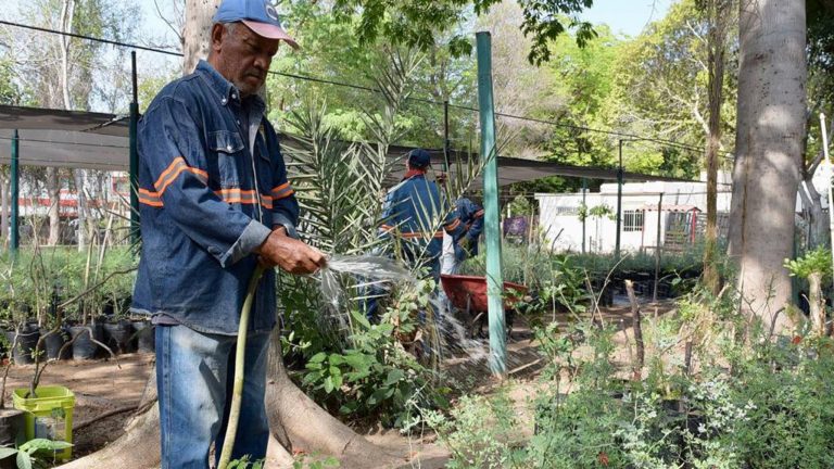 Invitan a reforzar los cuidados a plantas y árboles este verano