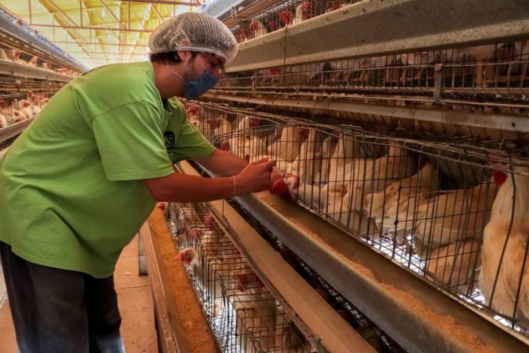 Senasica levanta la cuarentena por influenza aviar en Sonora